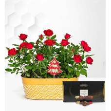 Rose Duo with Luxury Chocs