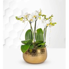Luxury Golden Orchid