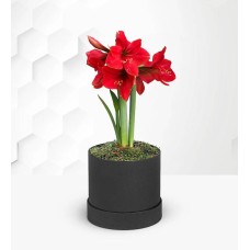 Candy Cane Amaryllis