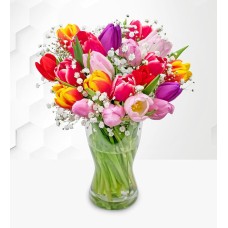 Tulip Supreme (Standard)