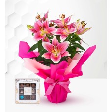 Lovely Lily Gift