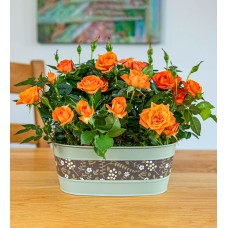 Seasonal Rose Duo