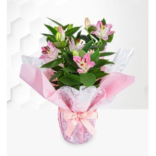Oriental Lily