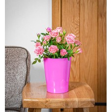 Classic Rose Plant
