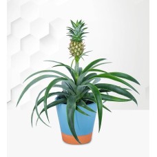 Pineapple Plant