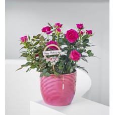 Rose Beauty