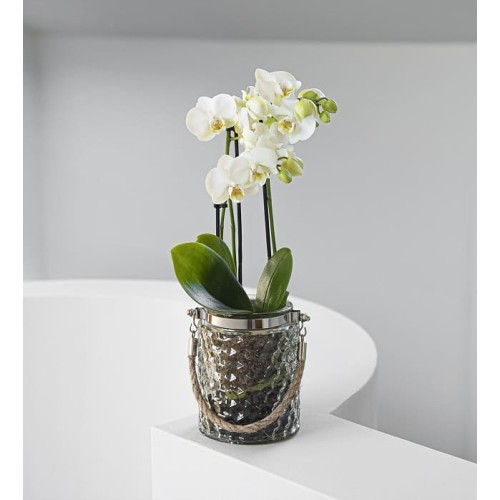 Glamourous Orchid