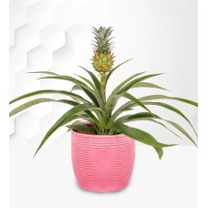 Pineapple Plant