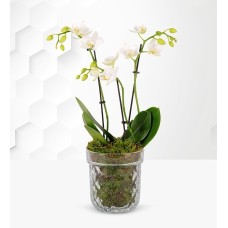 Marbled Phalaenopsis Orchid