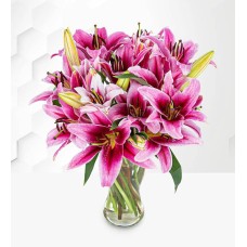 Stargazer Lilies (Standard)