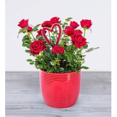 Luxury Rose Plant