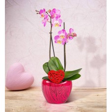 Luxury Orchid