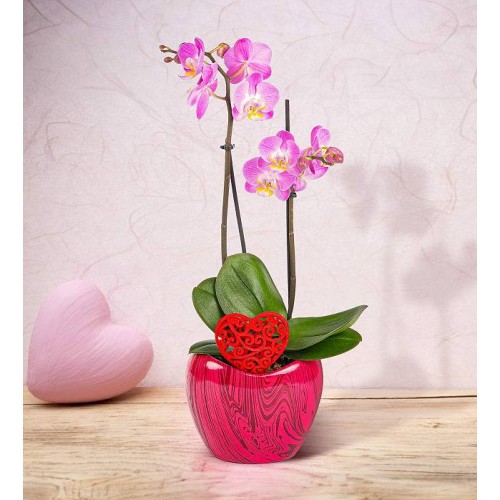 Luxury Orchid