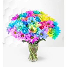 Rainbow Joy (Standard)