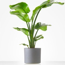 Strelitzia plant in matching container (Large)