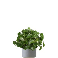 Pancake plant in a matching pot (Large)
