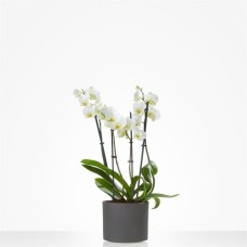 Phalaenopsis white orchid (Large)