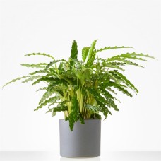 Calathea plant in matching planter (Large)
