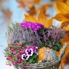 Patio arrangement 