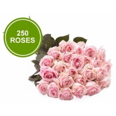 Bouquet 250 Large Pink Roses
