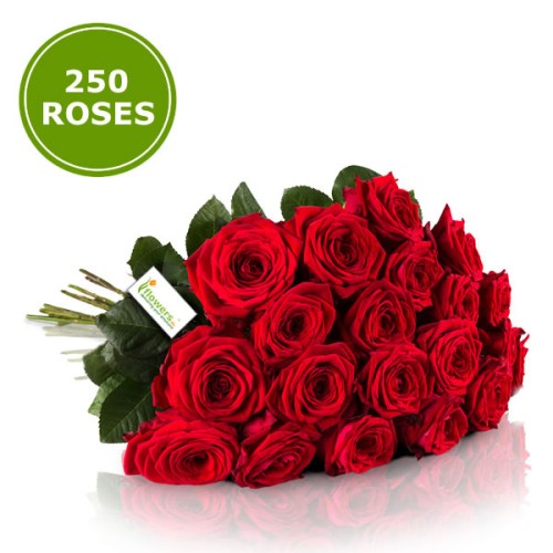 Bouquet 250 Large Red Roses.