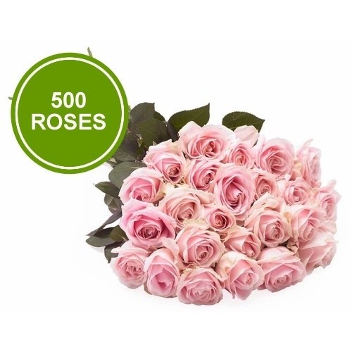 Bouquet 500 Large Pink Roses