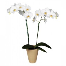 White Orchid