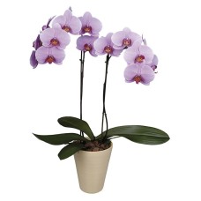 Pink Orchid
