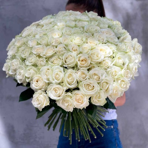 101 White Roses 60-70 cm