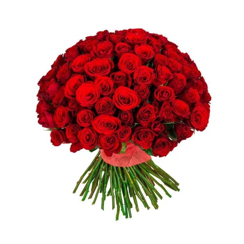 101 Red Roses 30-40 cm