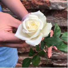 White Roses per Piece 50-60 cm