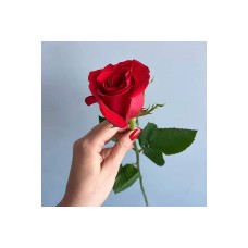 Red Roses per Piece 50-60 cm