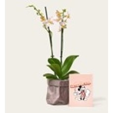 Flowers Orchid in Pot