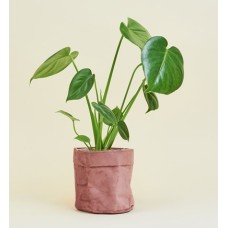 Trendy Monstera + Pink Velvet Pot