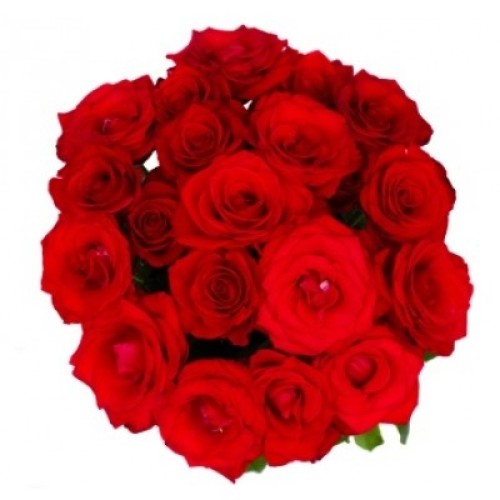 18 Red Roses