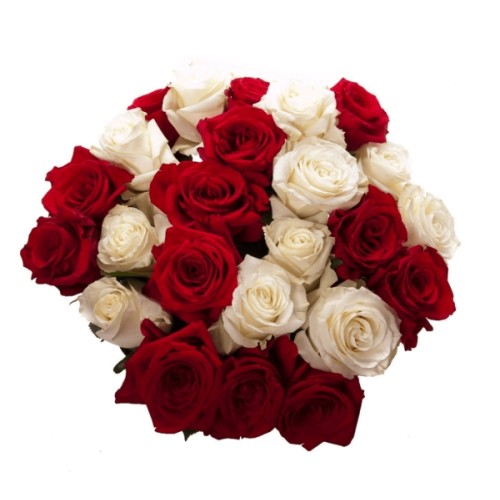 24 Red and White Roses
