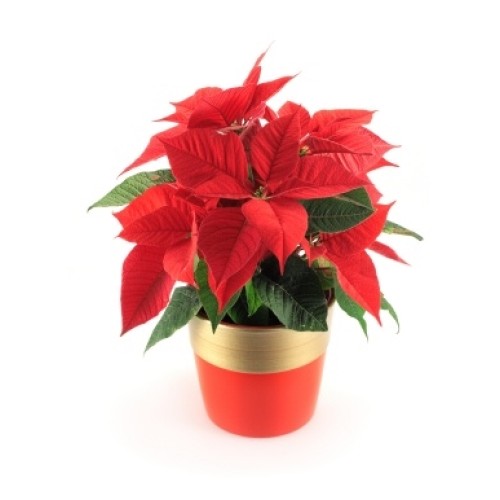 Poinsettia Plant