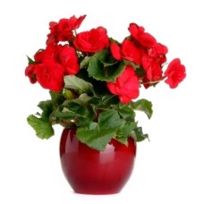 Red Begonia