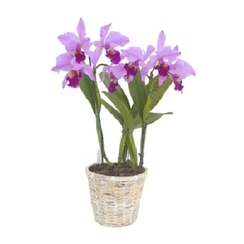 Cattleya Orchid