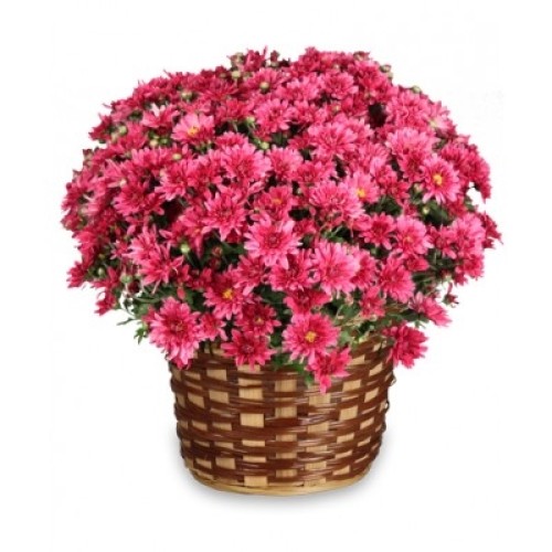 Cheerful Mums - You chose the color