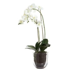 Duo of White Orchids