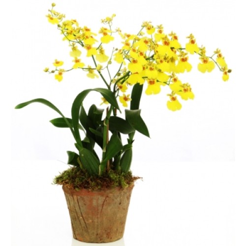 Oncidium Orchid - 'Rain of Gold'