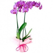 Duo of Pink Orchids