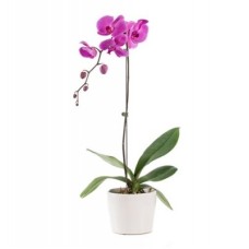 Pink Phalaenopsis Orchid
