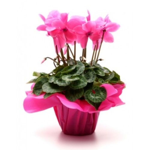 Pink Cyclamen