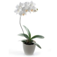 White Phalaenopsis Orchid