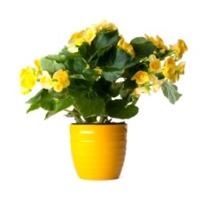 Yellow Begonia