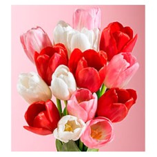 Tulips for Valentine`s Day