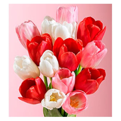 Tulips for Valentine`s Day