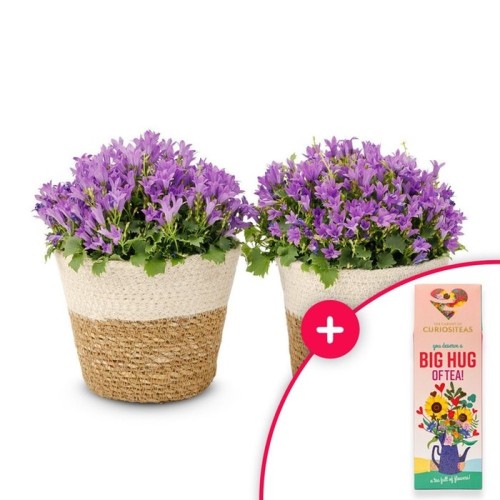 Campanula plants | Including baskets | Big hug tea